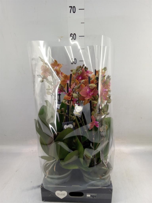 <h4>Phalaenopsis   ...orange</h4>