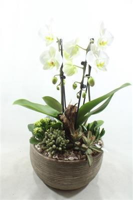 <h4>Ph030 Arizona White</h4>