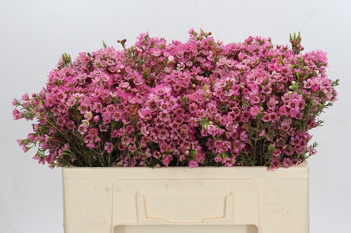 <h4>Chamelaucium Sarah's Delight</h4>