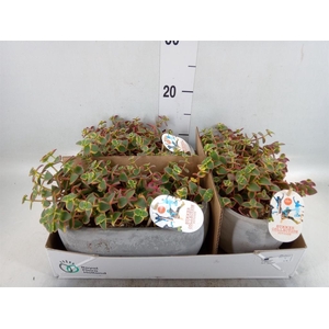 Crassula   ...