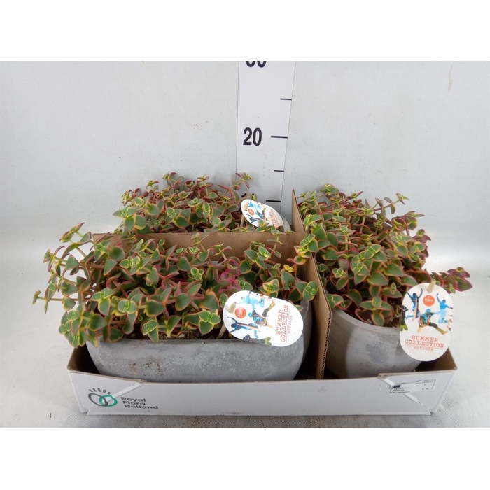 <h4>Crassula ...</h4>