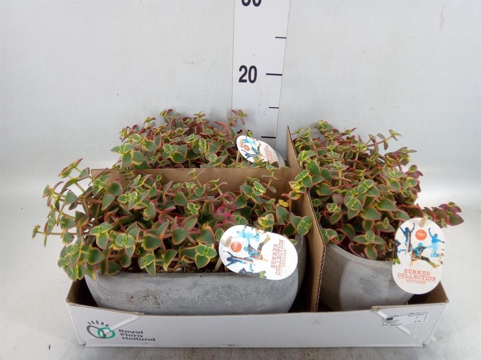 <h4>Crassula   ...</h4>