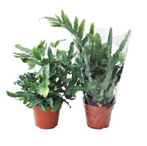 Phlebodium Blue Star