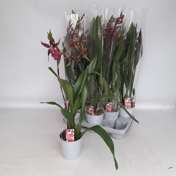<h4>BRASSIA SUMMER DREAM</h4>