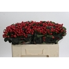 Hypericum True Romance