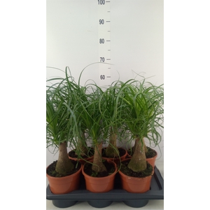 Beaucarnea recurvata
