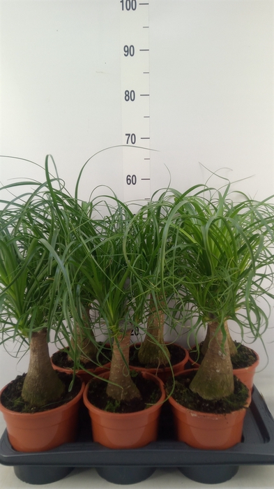 <h4>Beaucarnea recurvata</h4>