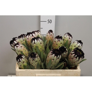 Protea Niobe
