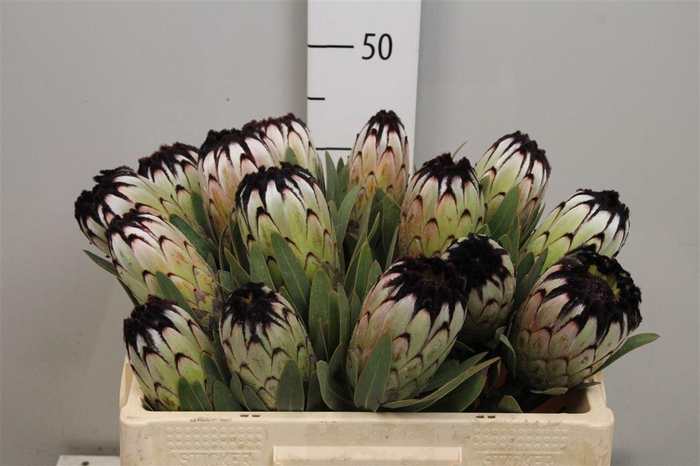 <h4>Protea Niobe</h4>