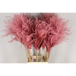 Dried miscanthus paint light pink