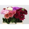 Dahlia Gemengd in fust