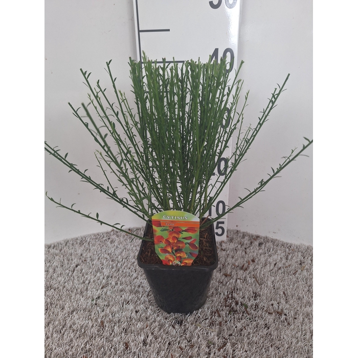 <h4>Cytisus 'Lena'</h4>