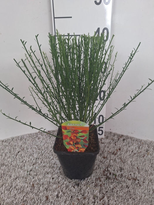 Cytisus 'Lena'