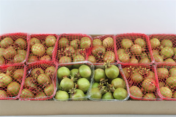 <h4>Sier Granaatappel Green X12 P Box</h4>