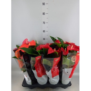 Anthurium   ...mix