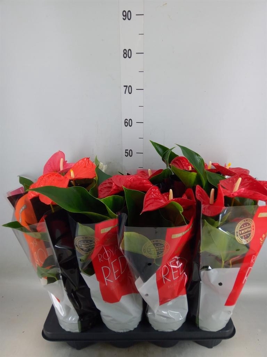 <h4>Anthurium   ...mix</h4>