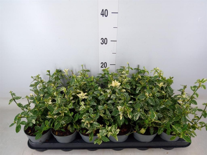 <h4>Euonymus fortunei 'Harlequin'</h4>