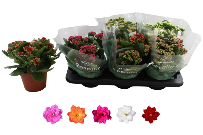 <h4>KAL GE RO GEM 5 KL</h4>