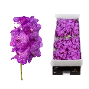 Vanda 16 tak Rosy