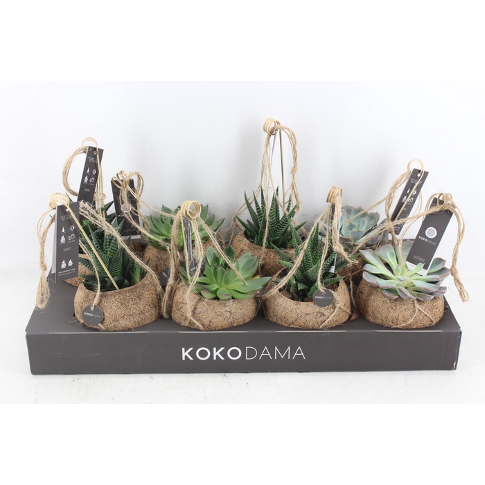 <h4>Arr3 Kokoplant - Succulenten Mix X8</h4>