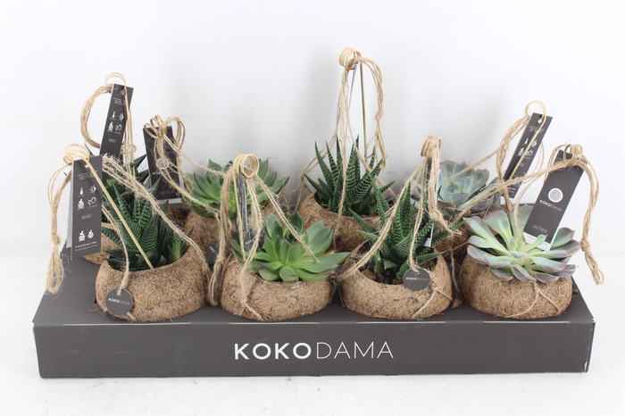 <h4>arr3 Kokoplant - Succulenten mix x8</h4>