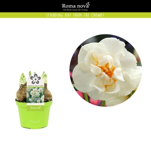 Narcissus Bridal Crown