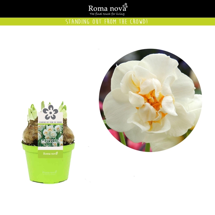 <h4>Narcissus Bridal Crown</h4>