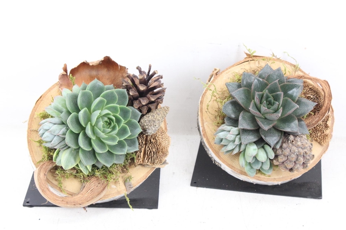 <h4>arr3 AD - Hout schijf met voet ech.</h4>