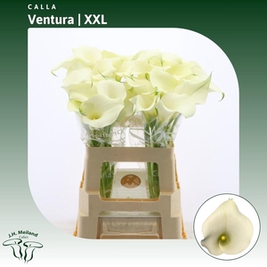 Calla Ventura | XXL
