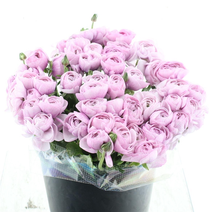 <h4>Ran Su Sr Nebbia Extra</h4>