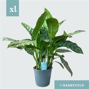 Green Agla 'Chantal' (Aglaonema)