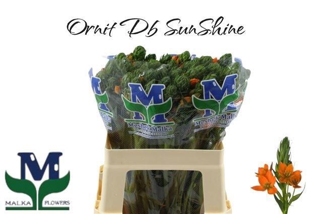 <h4>Ornit Db Sunshine</h4>