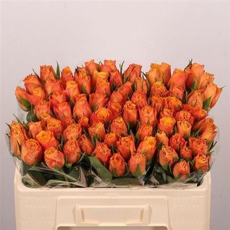 <h4>R Gr Confidential</h4>