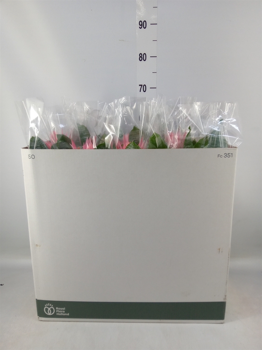 <h4>Aechmea fasciata 'Primera'</h4>