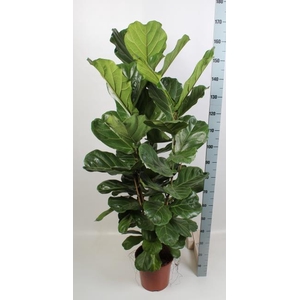 FICUS LYRATA