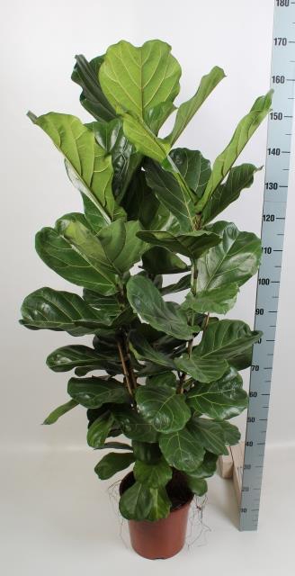 FICUS LYRATA