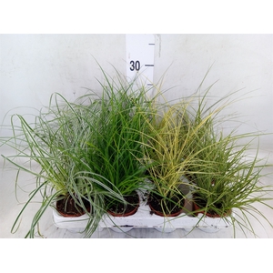 Carex   ...mix