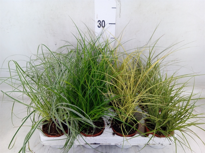 <h4>Carex   ...mix</h4>