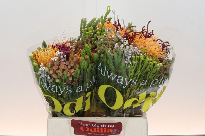 <h4>BQ Nutans 3 Flower</h4>