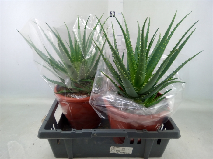 <h4>Aloe arborescens</h4>