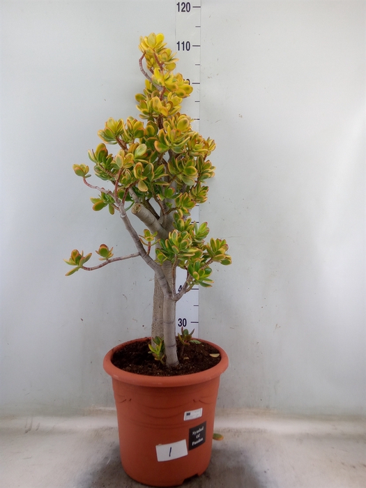 <h4>Crassula ovata 'Sunset'</h4>