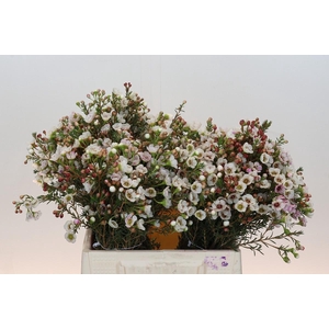 Chamelaucium Moonlight Delight