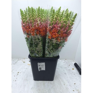 Antir Potomac D Oran