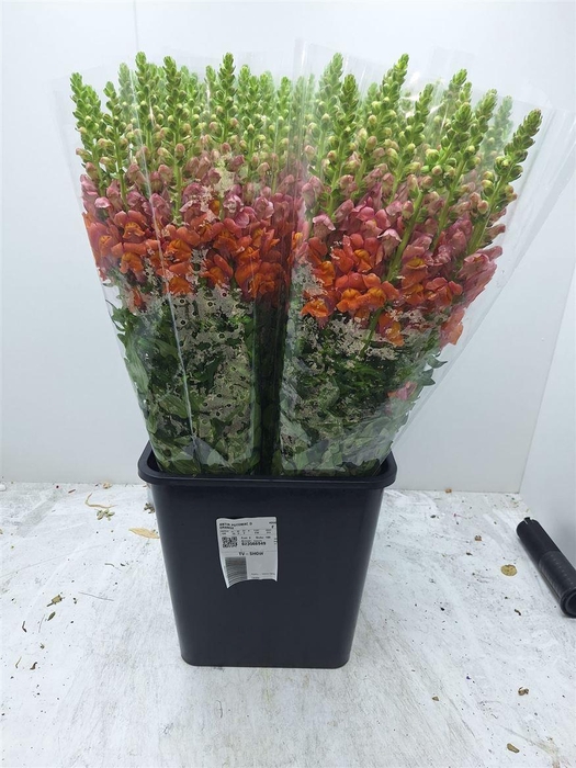 <h4>Antir Potomac D Oran</h4>