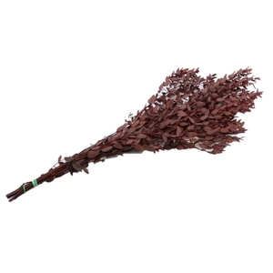 Preserved Eucalyptus 65cm 150g