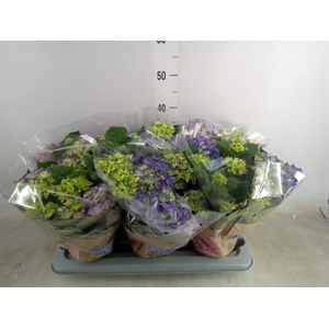 Hydrangea mac. 'Early Blue'