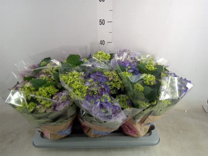 <h4>Hydrangea mac. 'Early Blue'</h4>