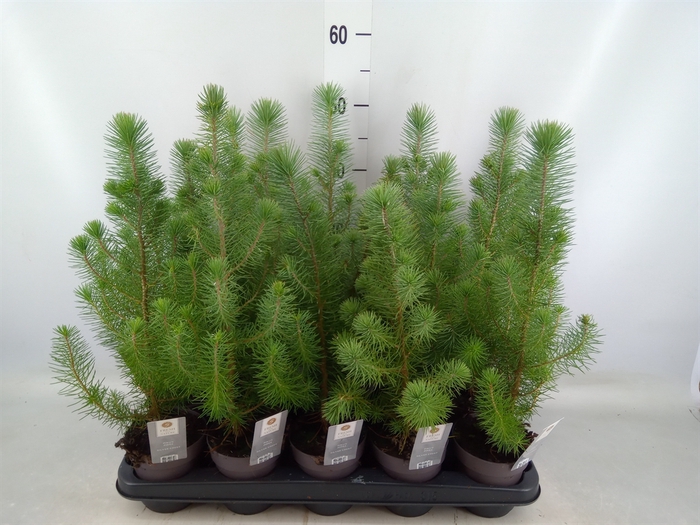 <h4>Pinus pinea 'Silver Crest'</h4>