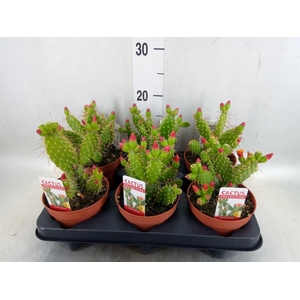 Opuntia
