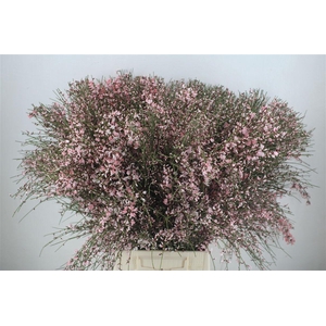 Ginster 400gr Pink P Bunch